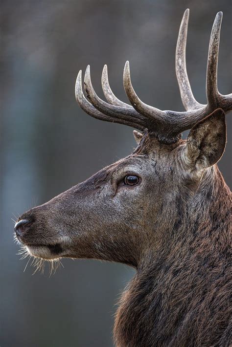 cxevido|Cervidae .